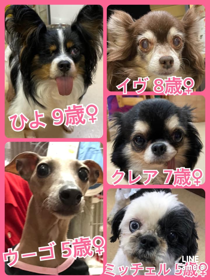 🐾今日の里親様募集中ワンコ🐶メンバーです🐾2021,4,2